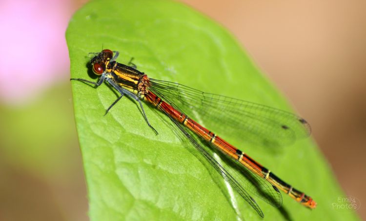 Fonds d'cran Animaux Insectes - Libellules Agrion