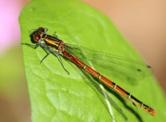  Animaux Agrion