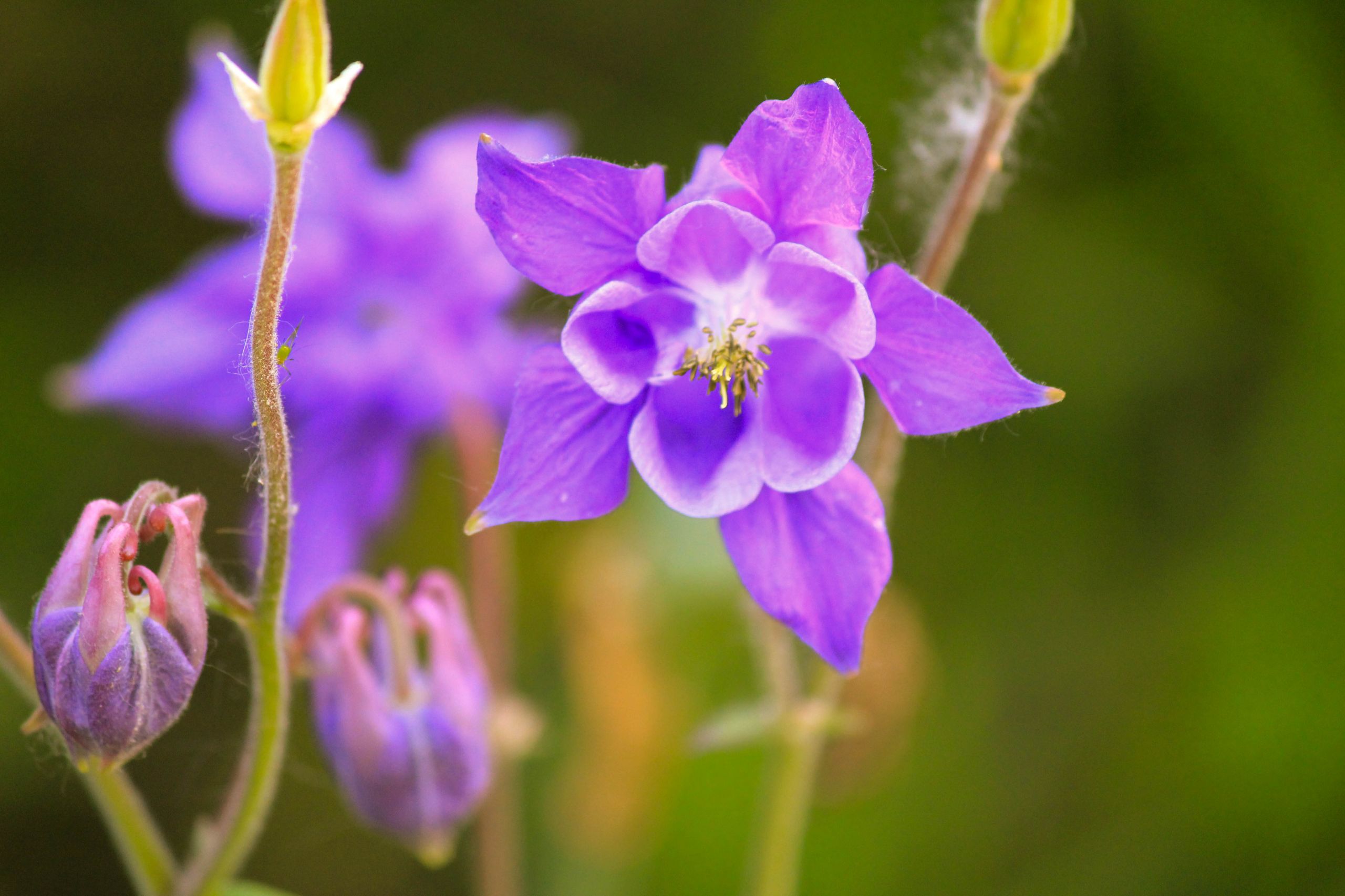 Wallpapers Nature Flowers 