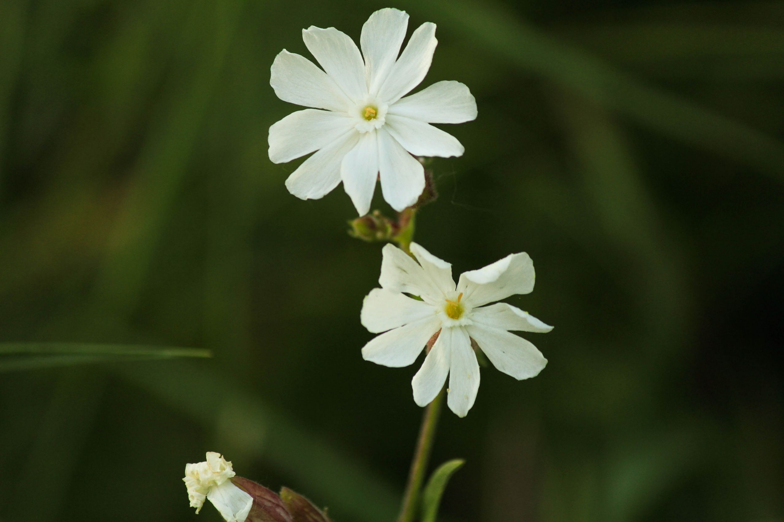 Fonds d'cran Nature Fleurs fleur