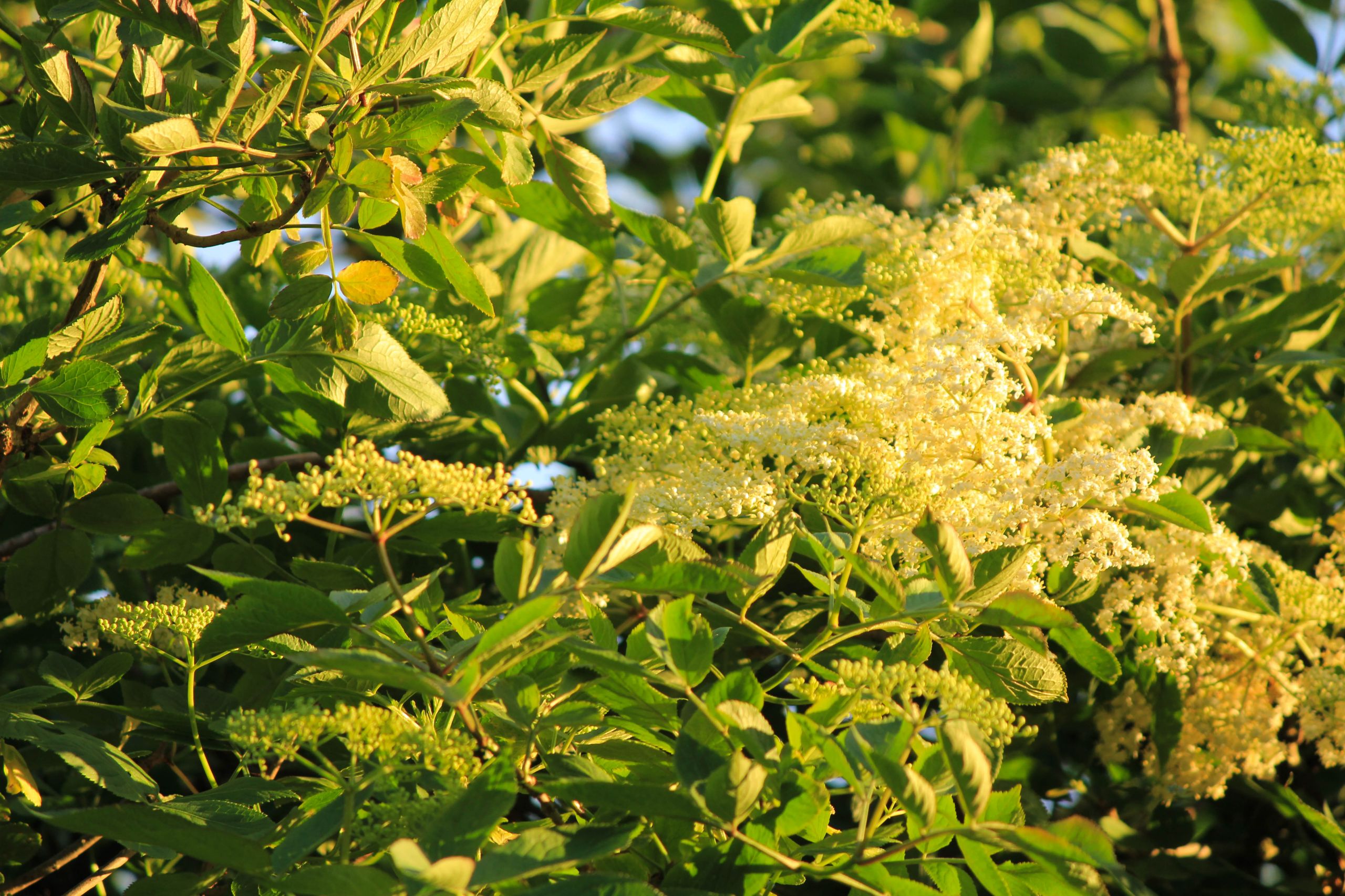 Fonds d'cran Nature Fleurs 