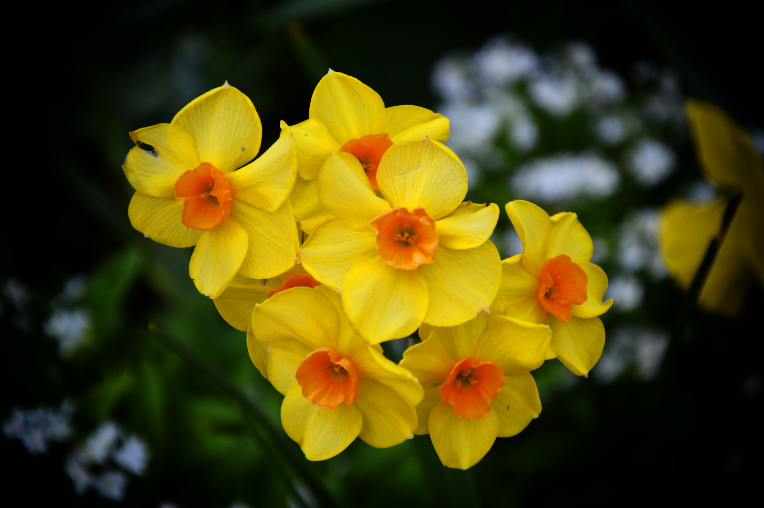 Fonds d'cran Nature Fleurs 