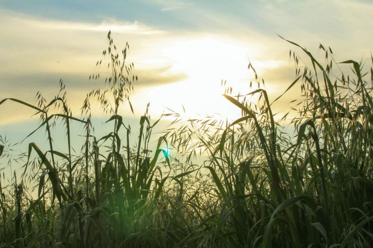 Wallpapers Nature Sunsets and sunrises coucher de soleil dans l'herbe