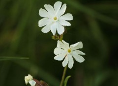  Nature fleur