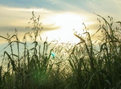  Nature coucher de soleil dans l'herbe