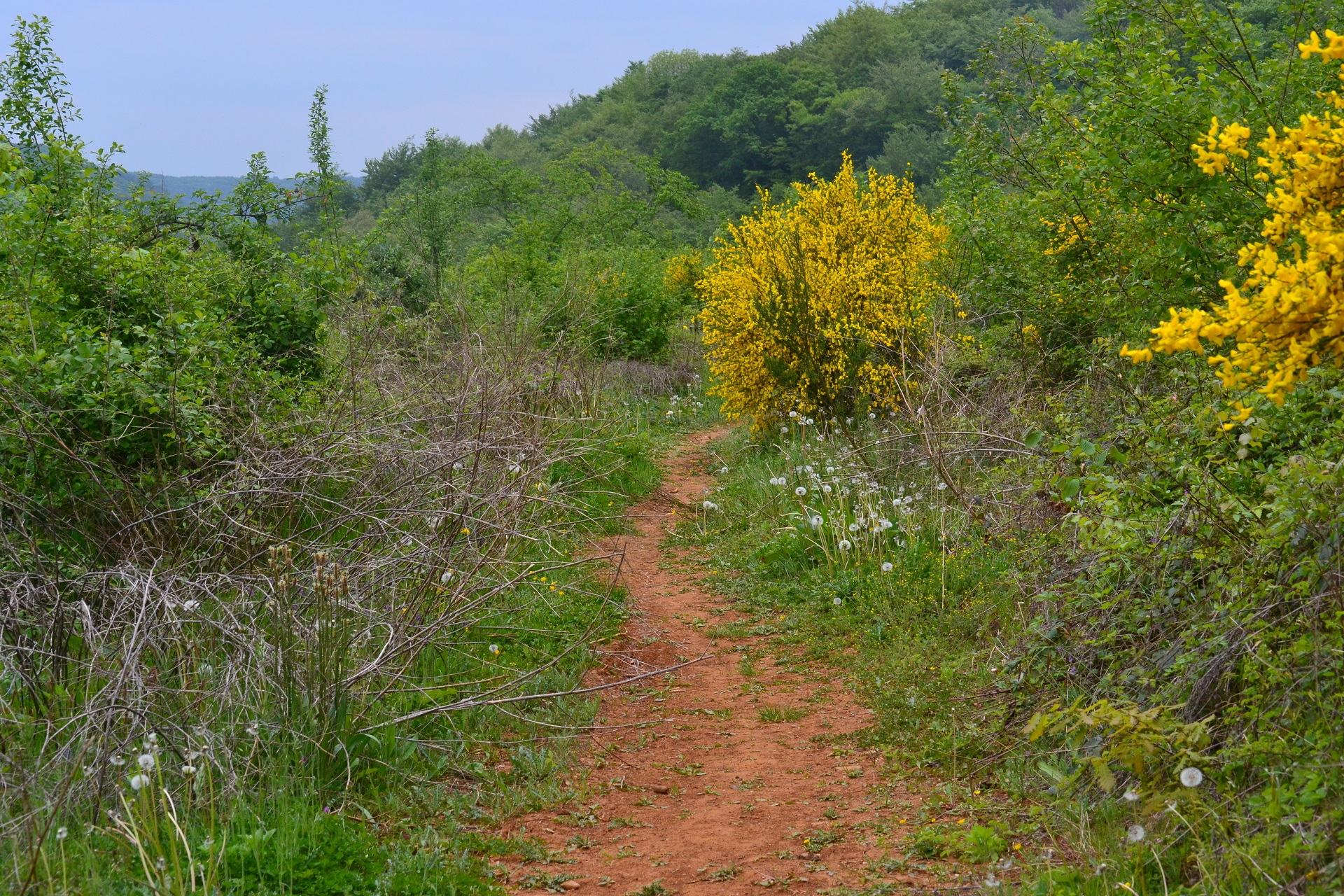 Wallpapers Nature Paths 