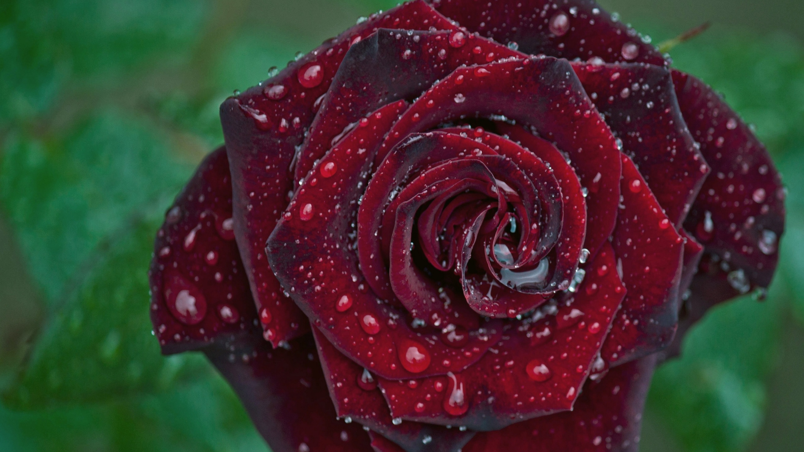 Fonds d'cran Nature Fleurs rose 