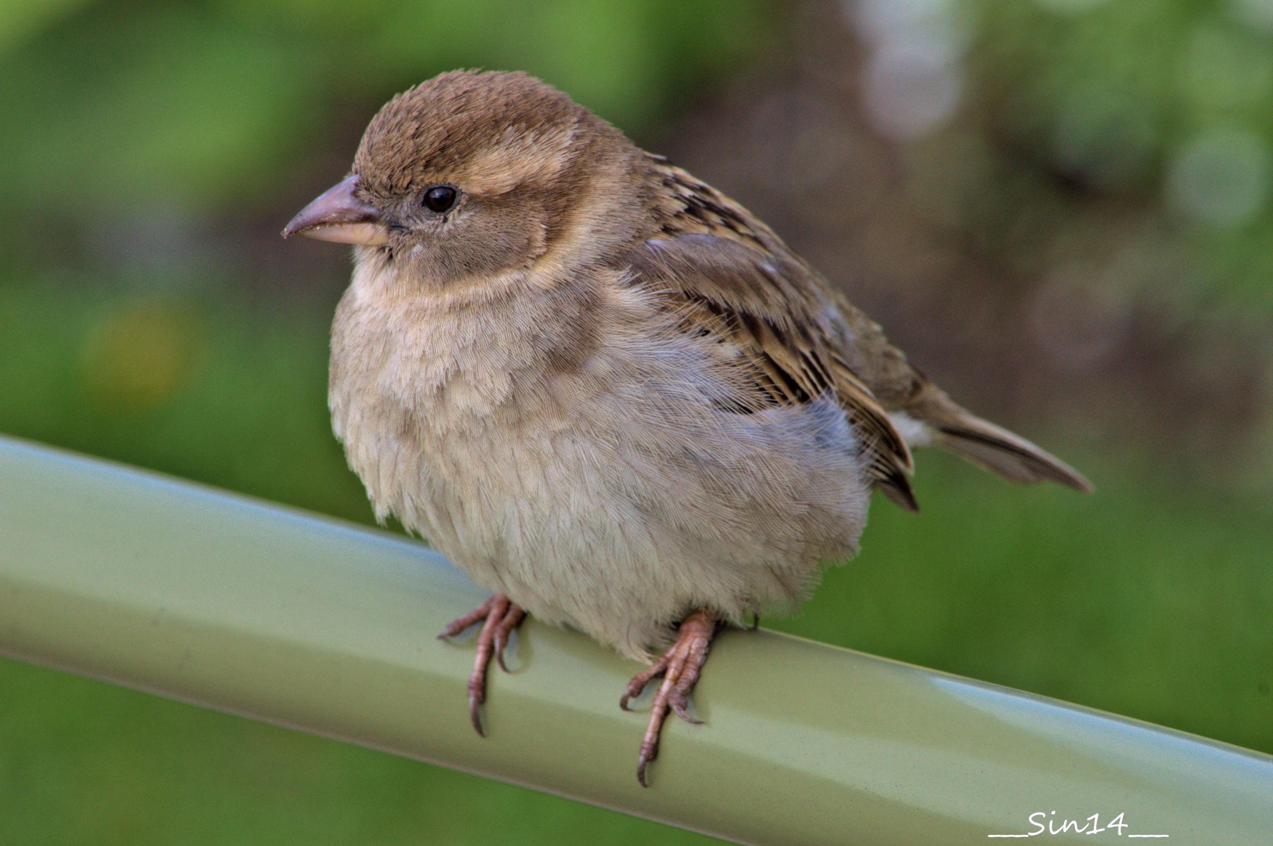 Wallpapers Animals Birds - Sparrows 