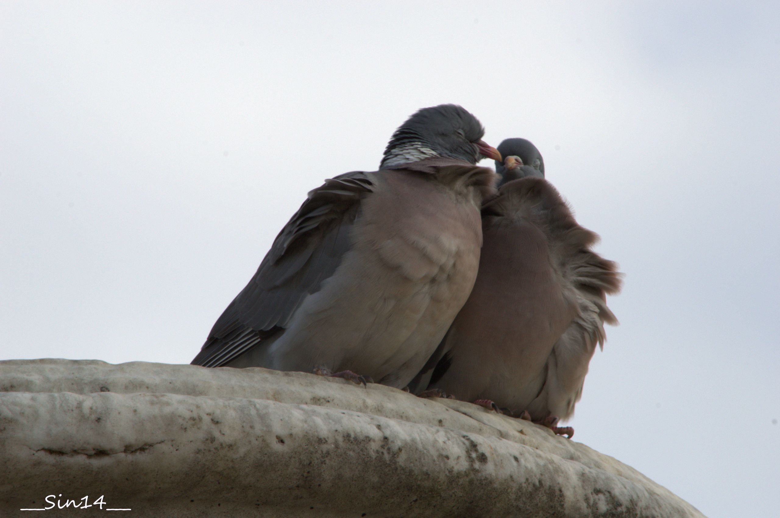 Fonds d'cran Animaux Oiseaux - Pigeons et Tourterelles 