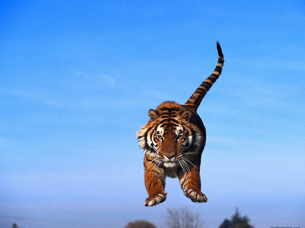 Fonds d'cran Animaux Flins - Tigres 