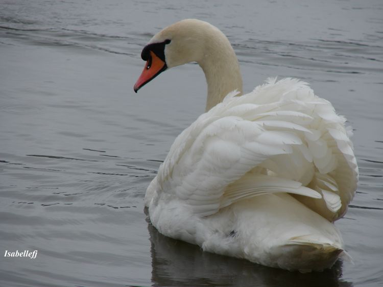 Wallpapers Animals Birds - Swans Wallpaper N375877