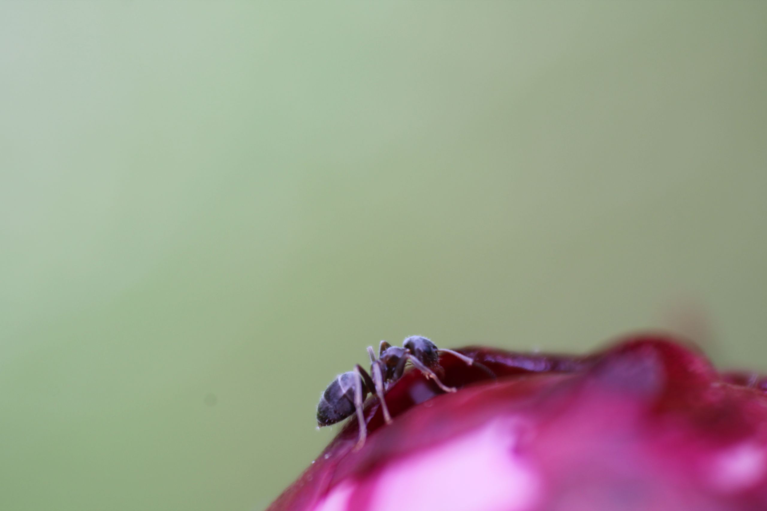 Wallpapers Animals Insects - Ants 