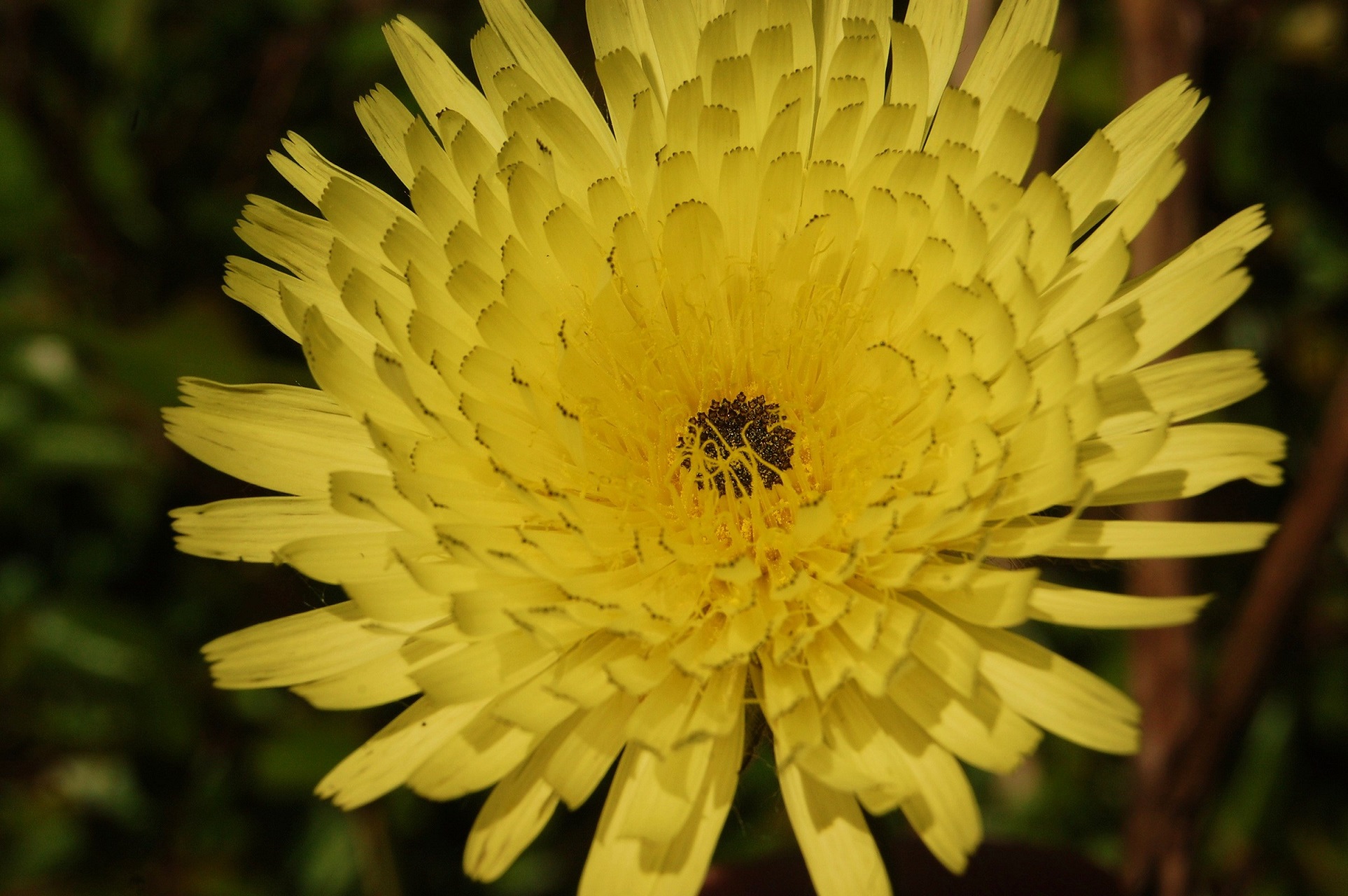 Fonds d'cran Nature Fleurs 