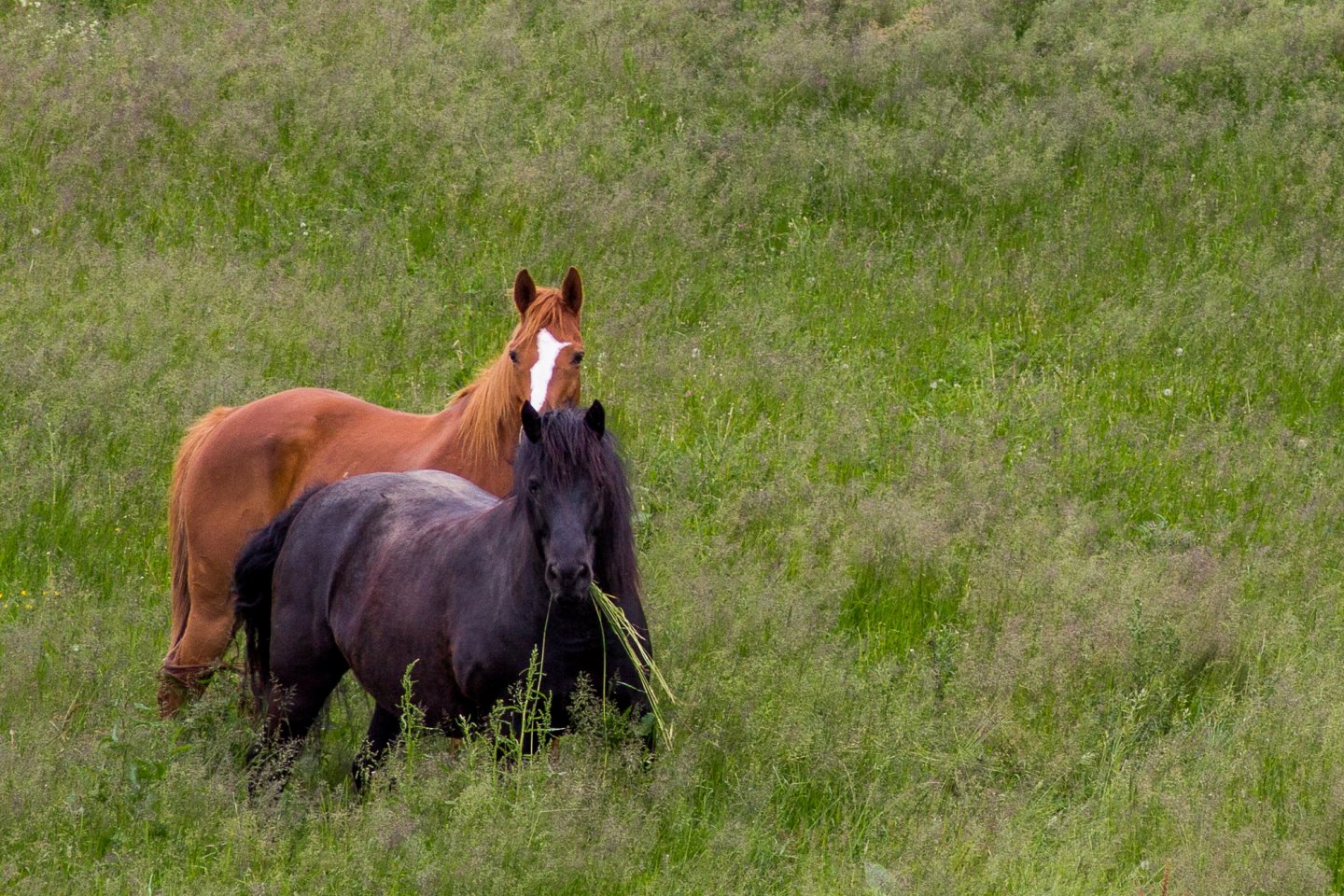 Fonds d'cran Animaux Chevaux 