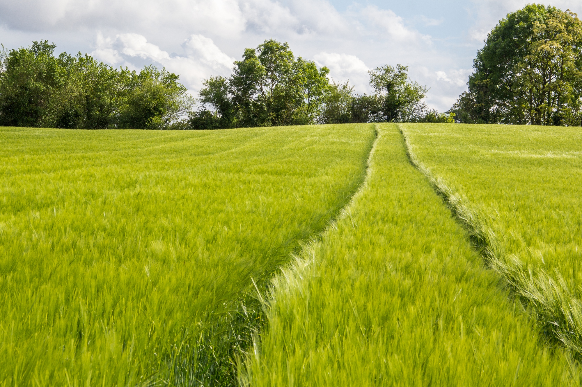 Fonds d'cran Nature Champs - Prairies sortie de route