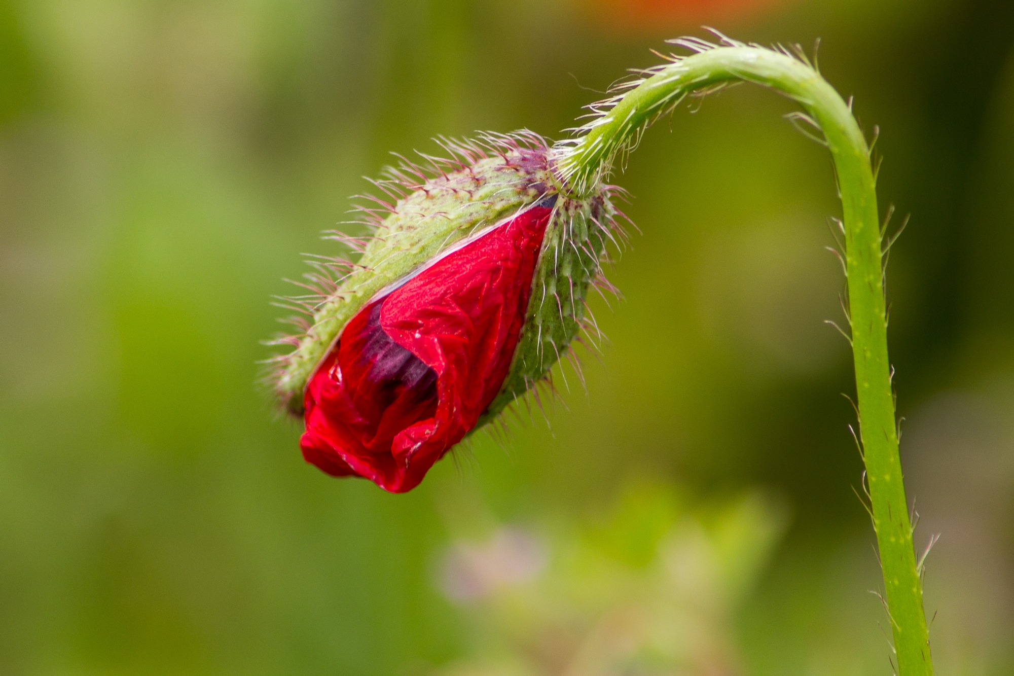 Fonds d'cran Nature Fleurs coquelicot