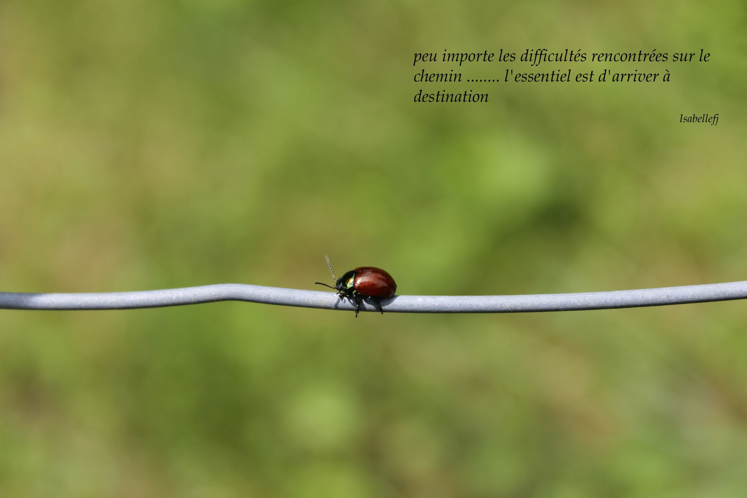 Fonds d'cran Animaux Insectes - Coccinelles trouver sa route