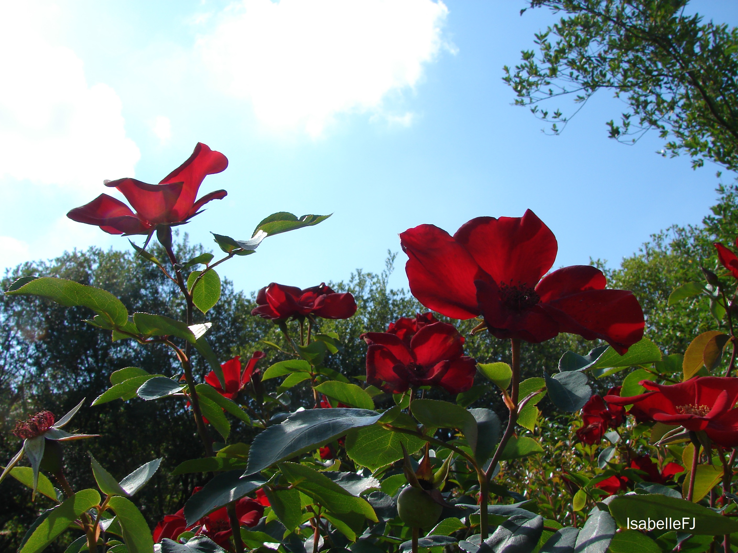 Fonds d'cran Nature Fleurs 