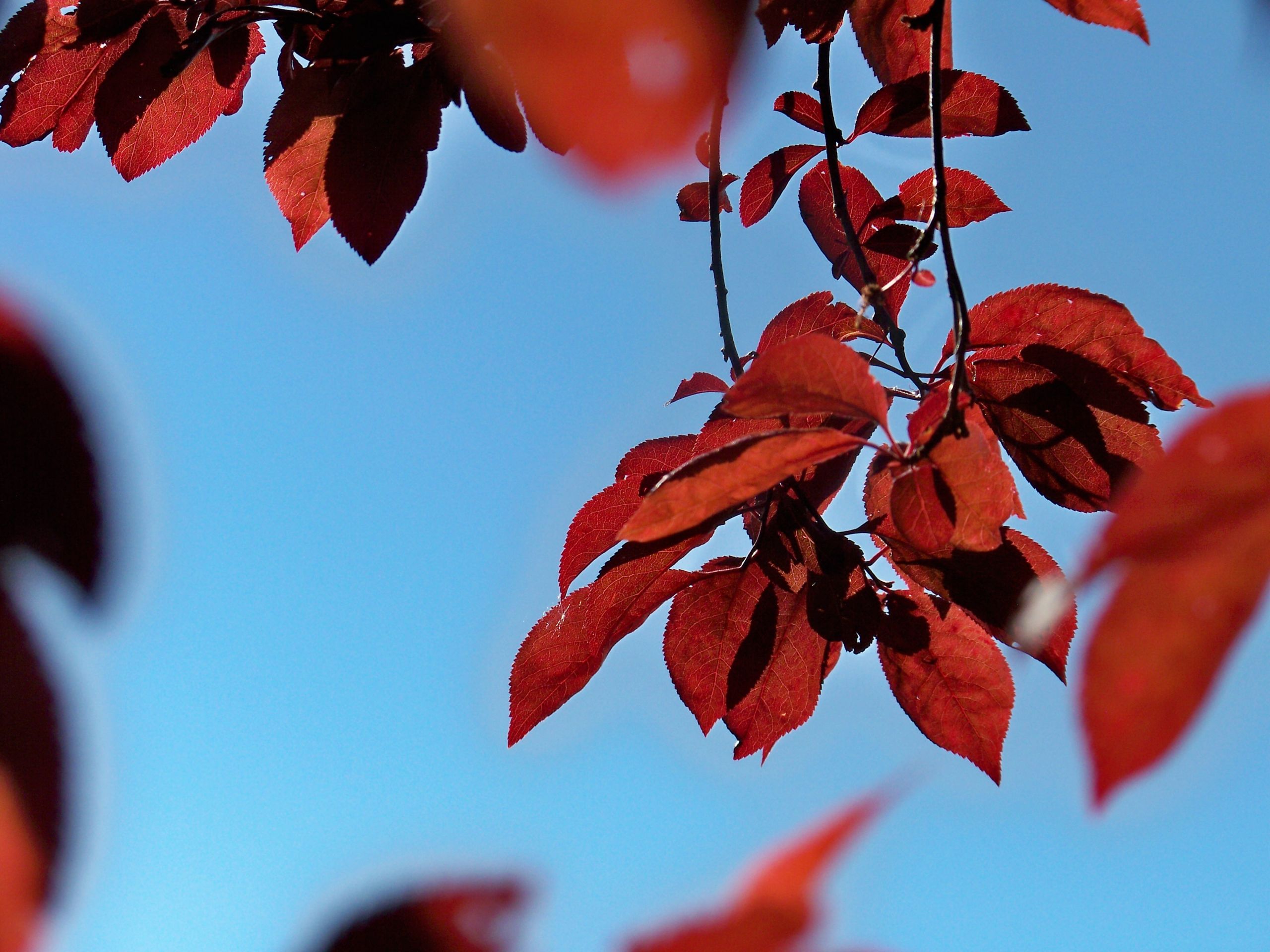 Fonds d'cran Nature Feuilles - Feuillages 