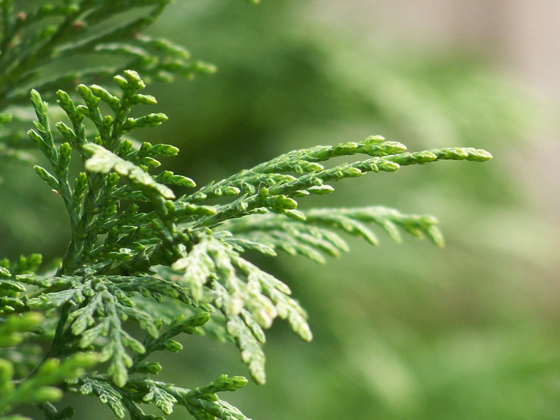 Wallpapers Nature Leaves - Foliage 