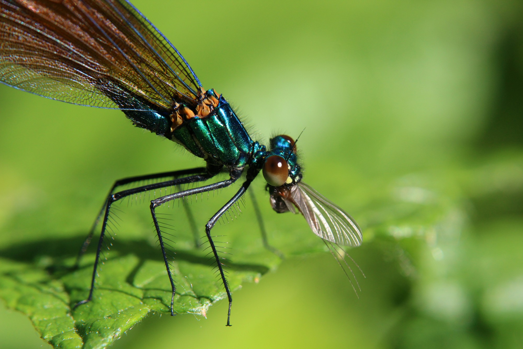 Fonds d'cran Animaux Insectes - Libellules Calopteryx Virgo en plein repas..