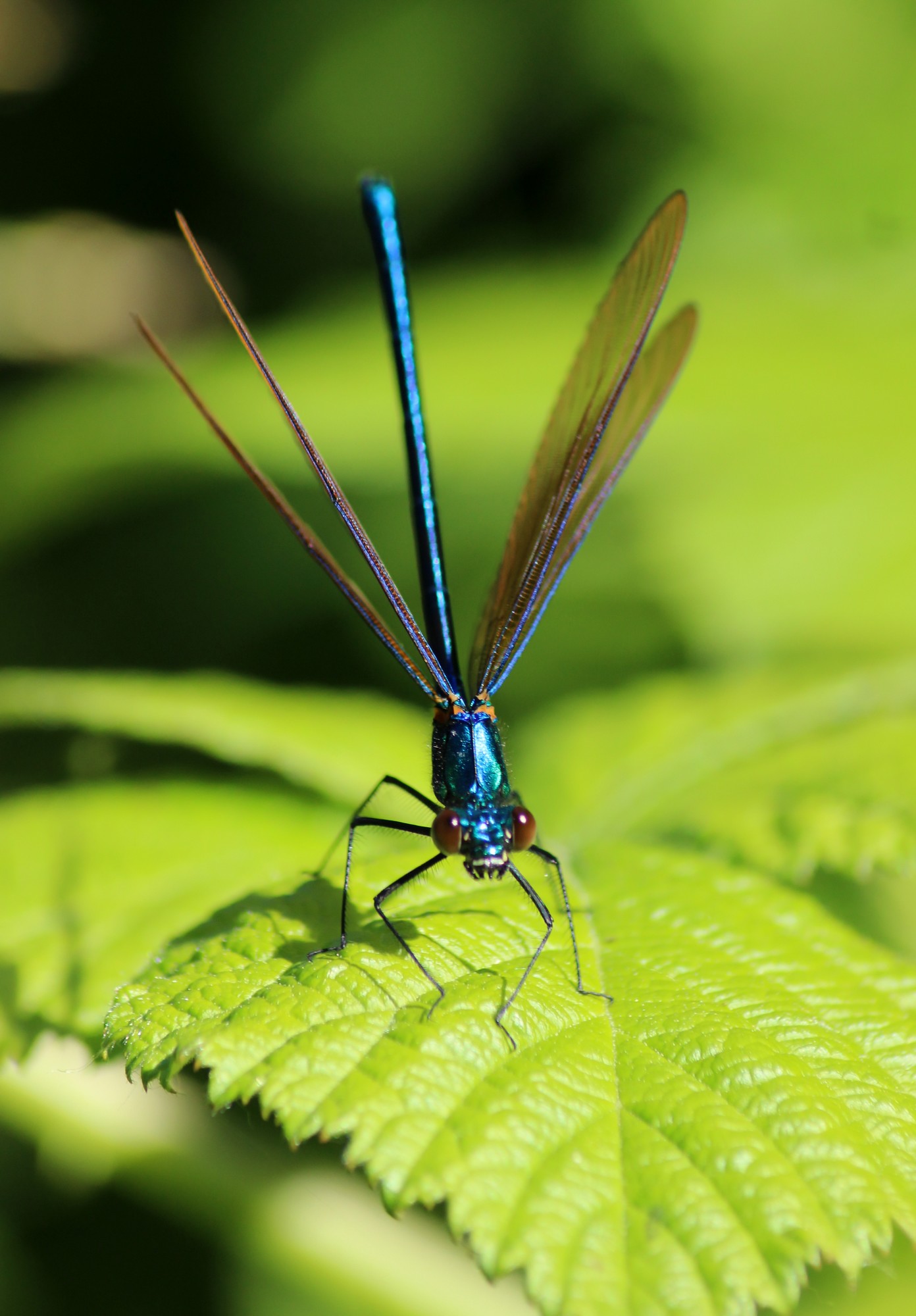 Fonds d'cran Animaux Insectes - Libellules Calopteryx Virgo 