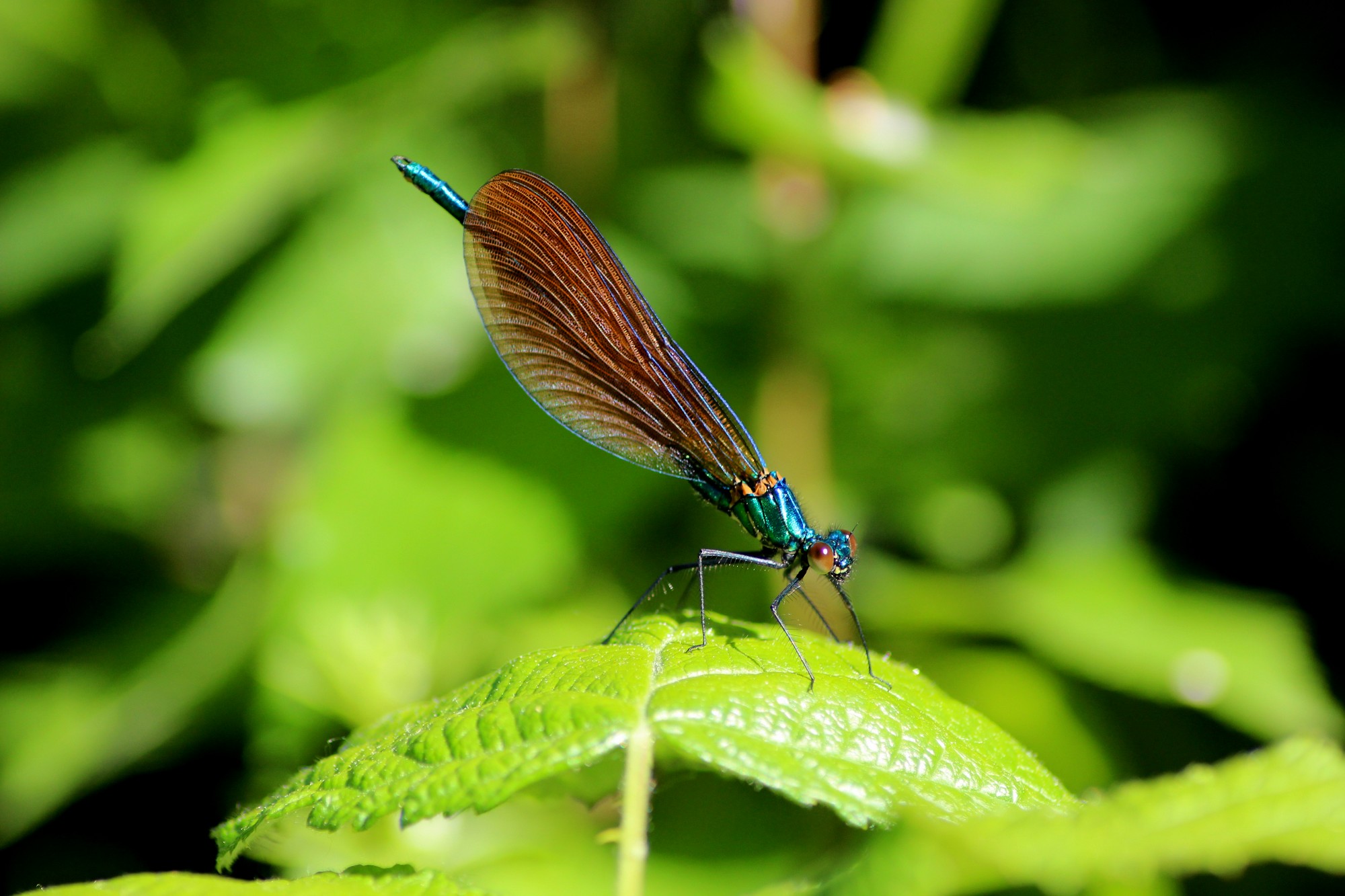 Wallpapers Animals Insects - Dragonflies Calopteryx Virgo 