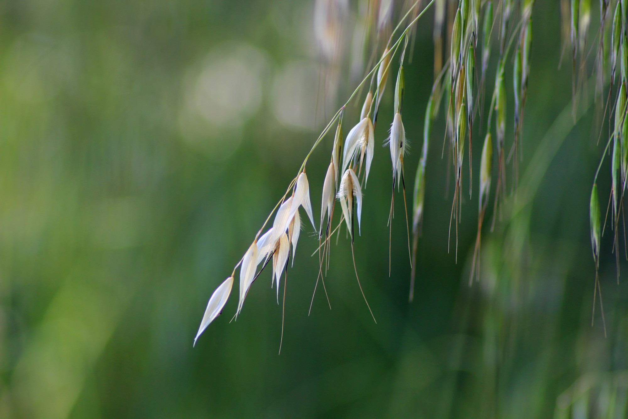 Wallpapers Nature Leaves - Foliage 