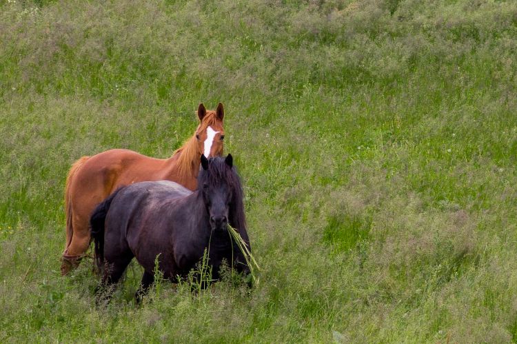 Fonds d'cran Animaux Chevaux Wallpaper N376065