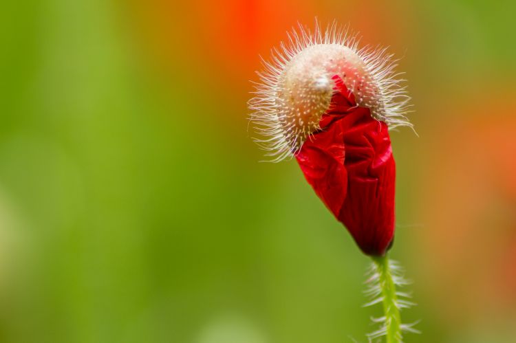 Fonds d'cran Nature Fleurs coquelicot