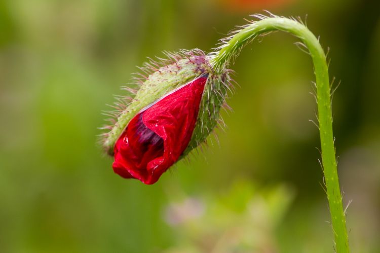 Wallpapers Nature Flowers coquelicot