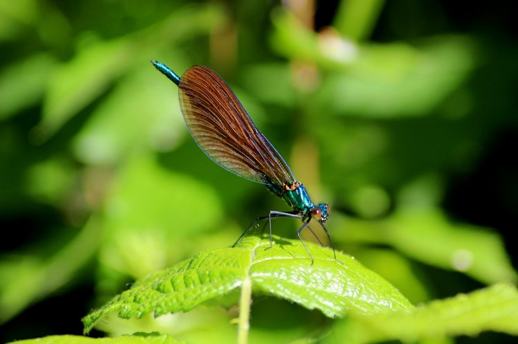 Fonds d'cran Animaux Insectes - Libellules Calopteryx Virgo 