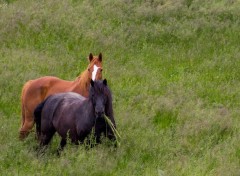  Animaux Image sans titre N376065