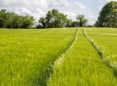  Nature sortie de route