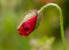  Nature coquelicot