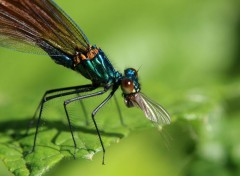  Animaux Calopteryx Virgo en plein repas..