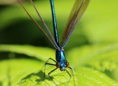  Animaux Calopteryx Virgo 