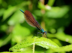  Animaux Calopteryx Virgo 