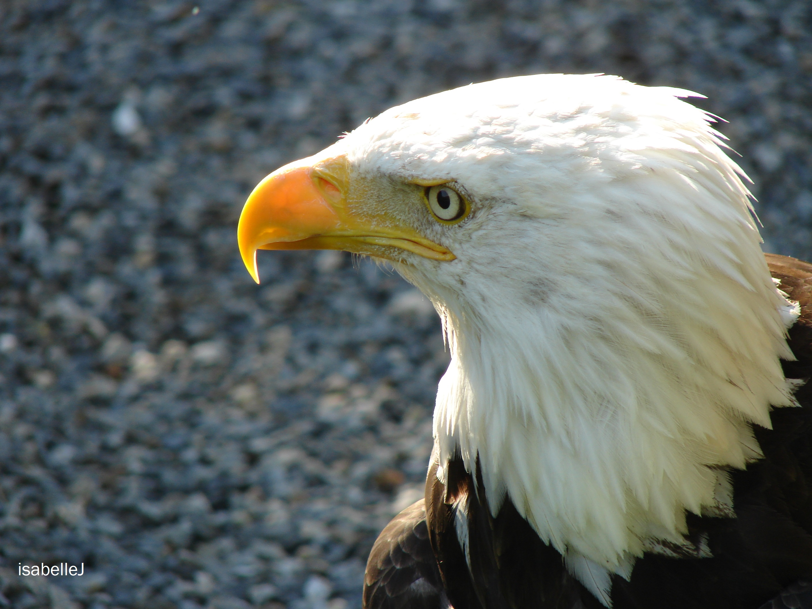 Fonds d'cran Animaux Oiseaux - Aigles 