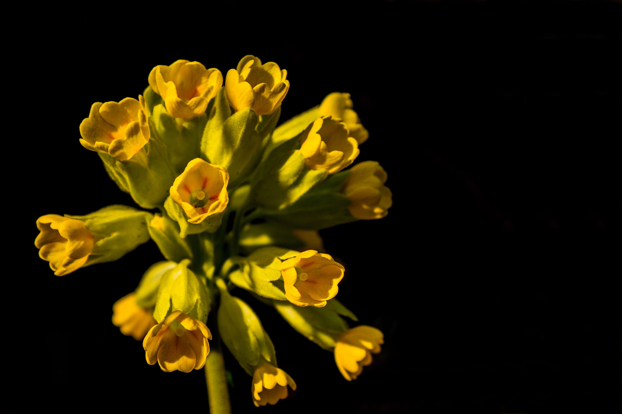 Fonds d'cran Nature Fleurs 