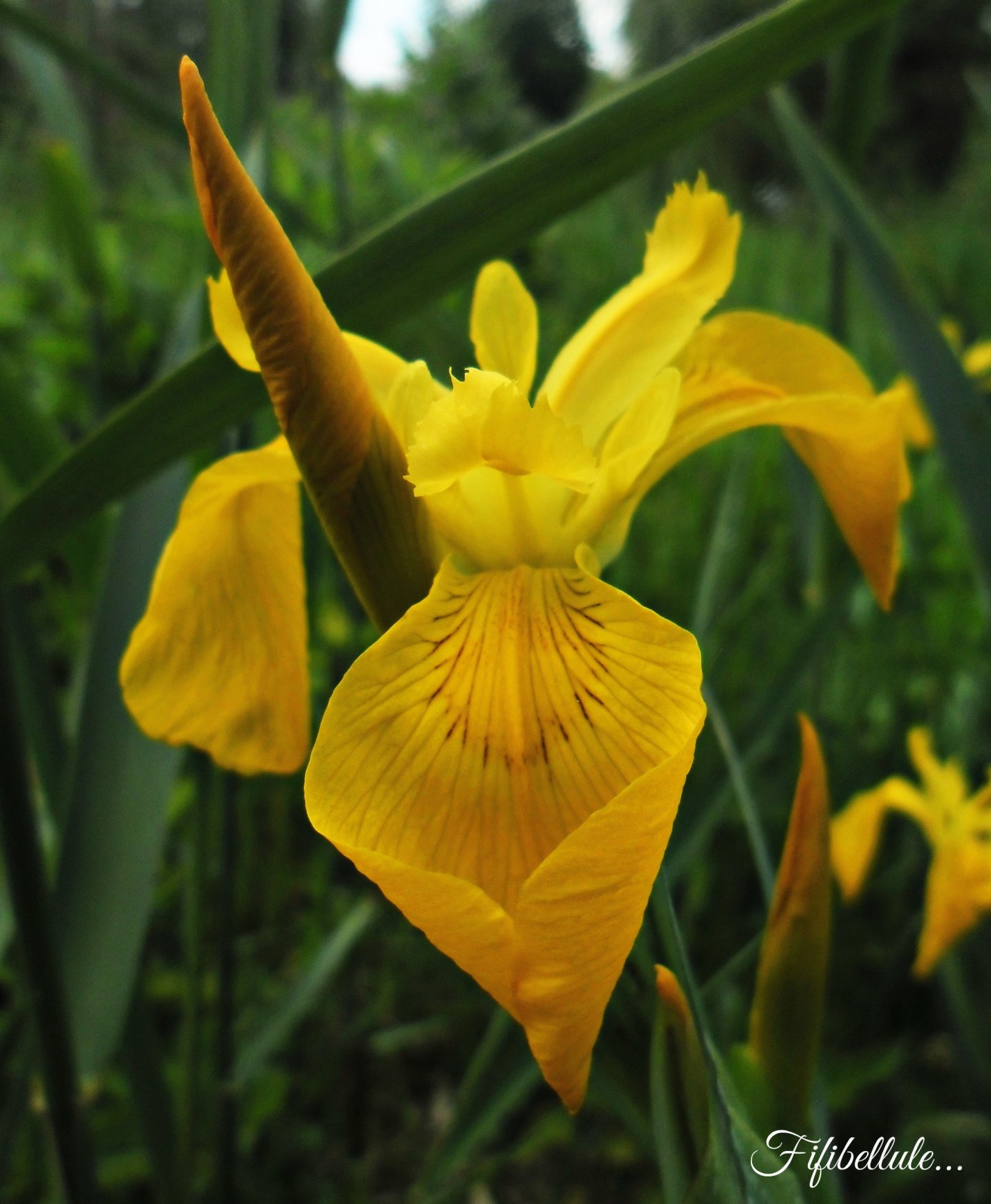 Fonds d'cran Nature Fleurs iris d'eau