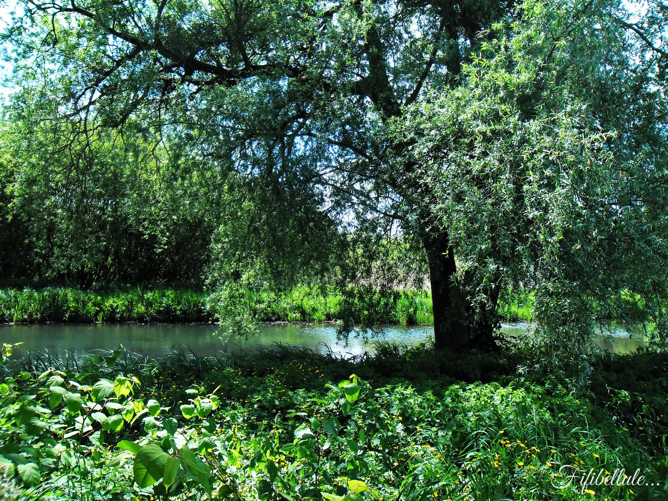 Fonds d'cran Nature Arbres - Forts 