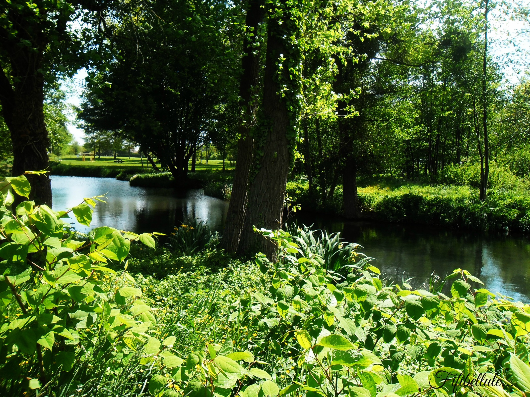 Fonds d'cran Nature Arbres - Forts parc Sissonne