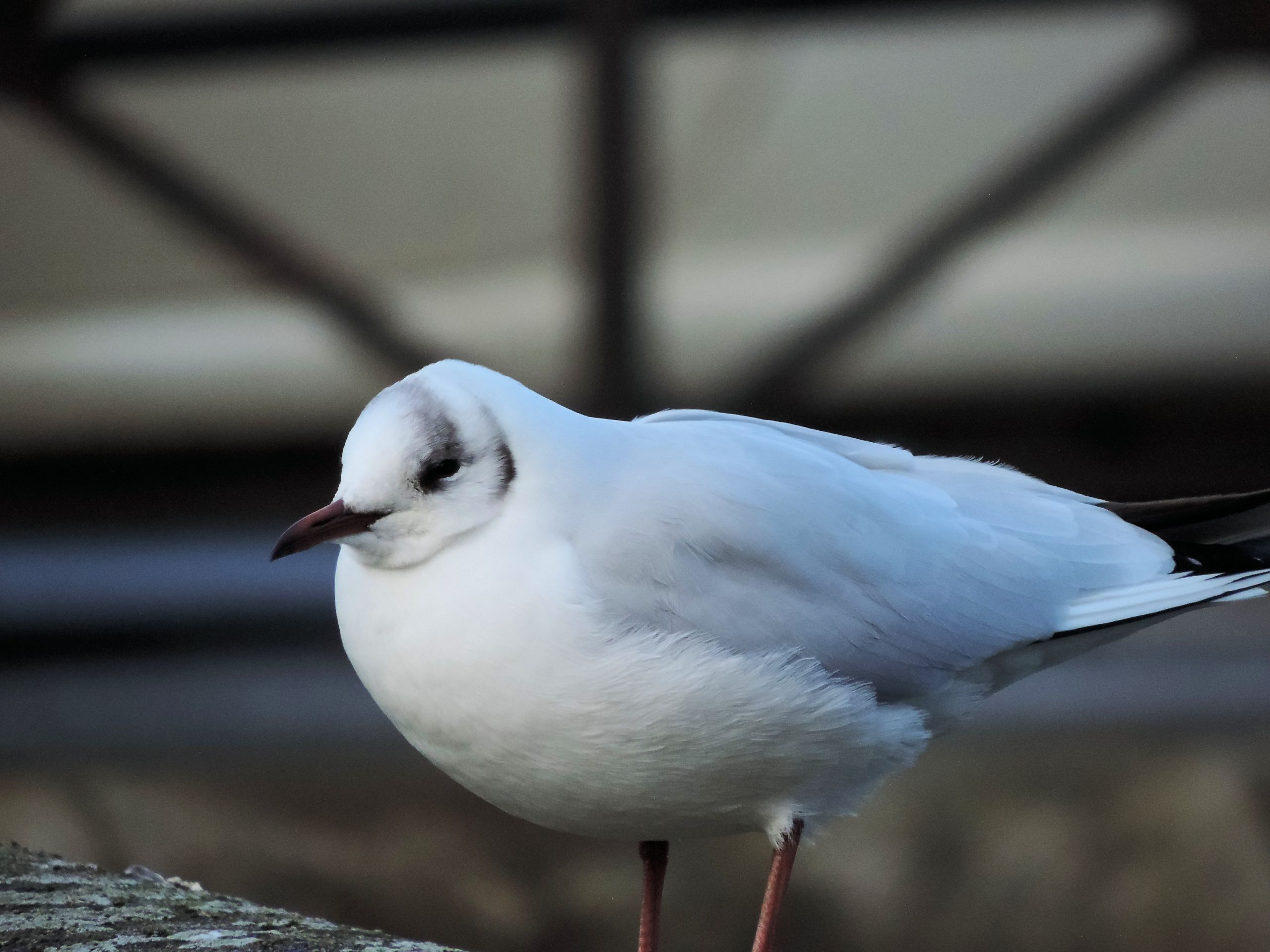 Wallpapers Animals Birds - Gulls 