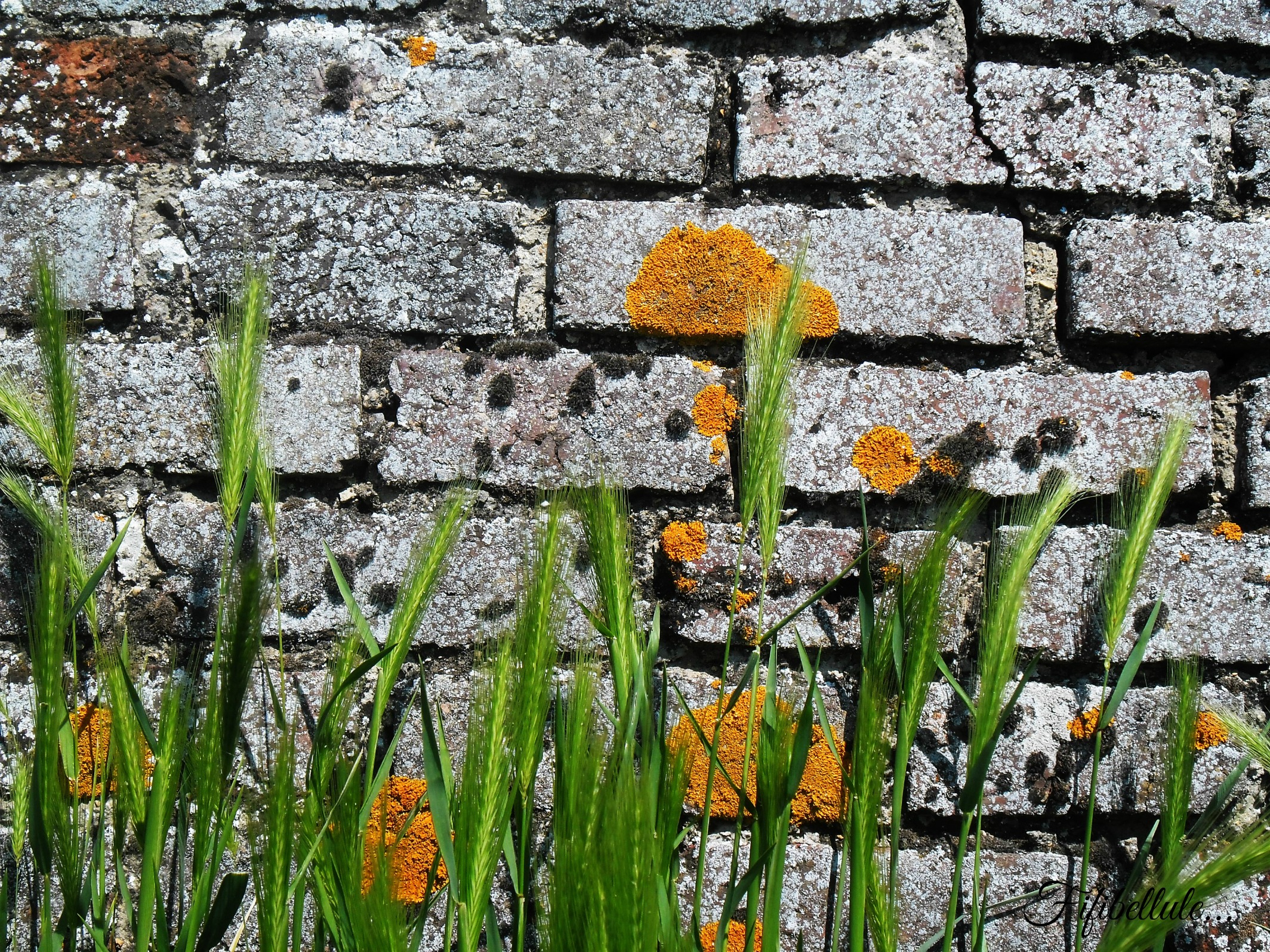 Fonds d'cran Constructions et architecture Toits - Murs - Cltures 