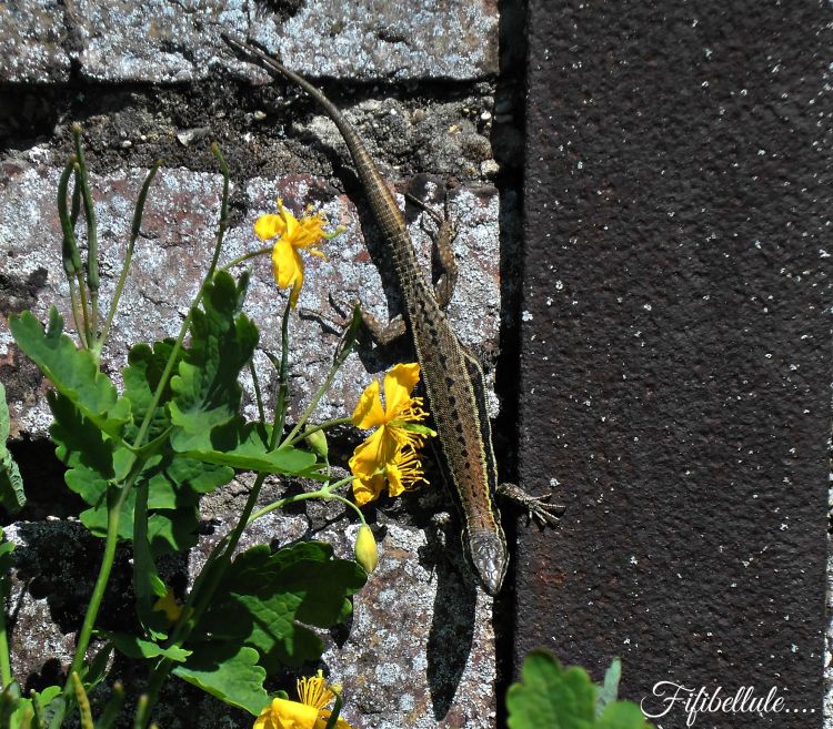 Fonds d'cran Animaux Lzards - Iguanes Wallpaper N376191