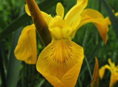  Nature iris d'eau