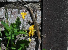  Animaux Image sans titre N376191