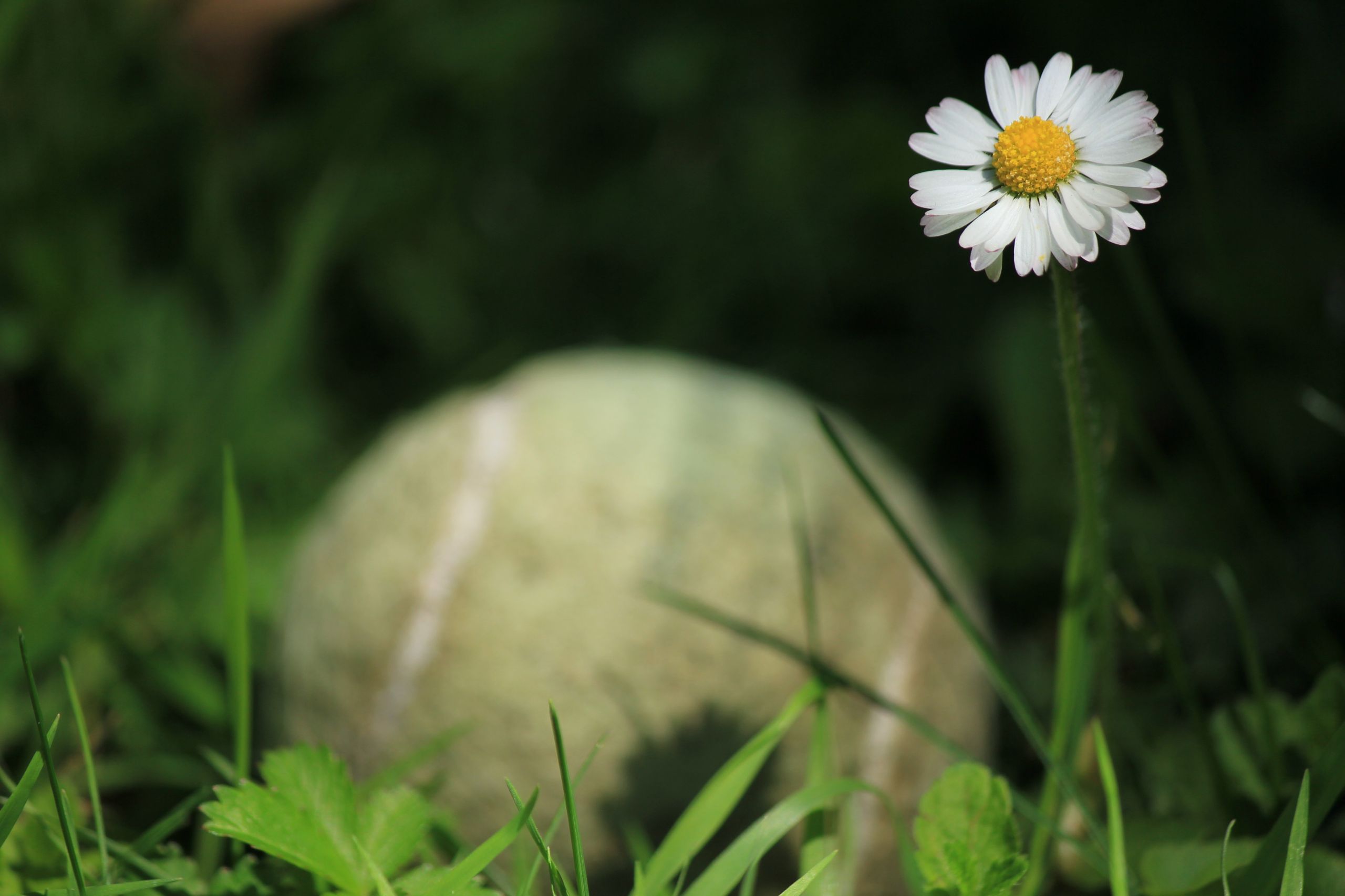 Fonds d'cran Nature Fleurs 