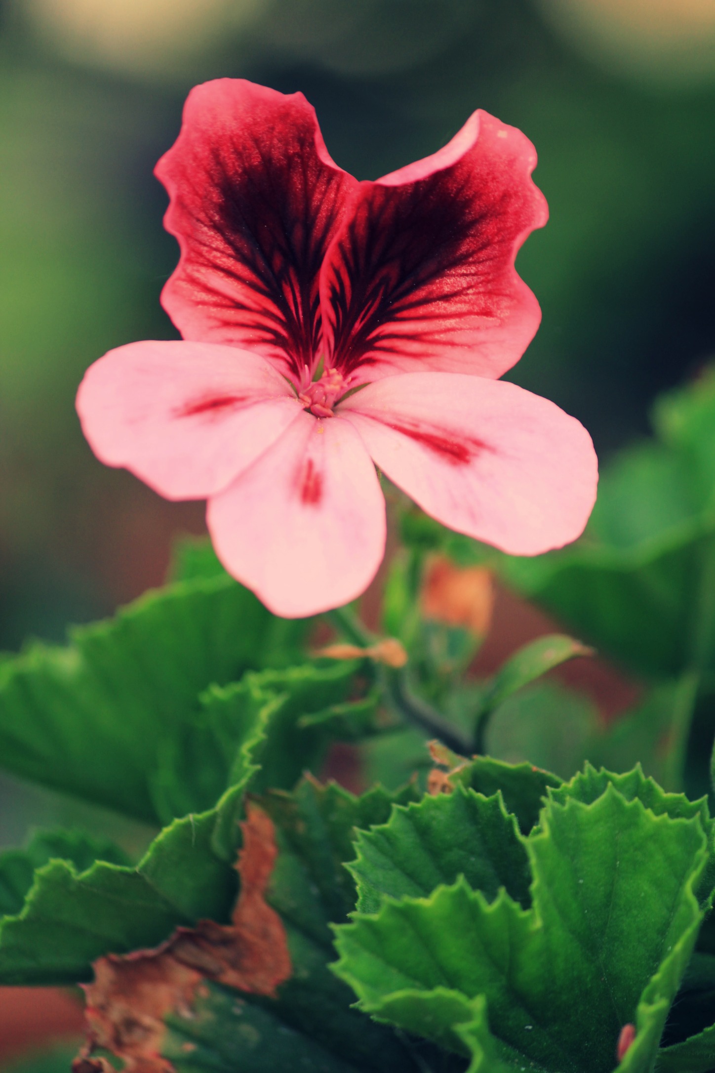 Fonds d'cran Nature Fleurs leur